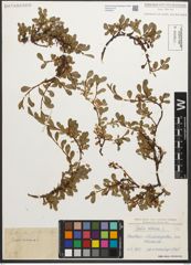 Foto von Salix retusa L.